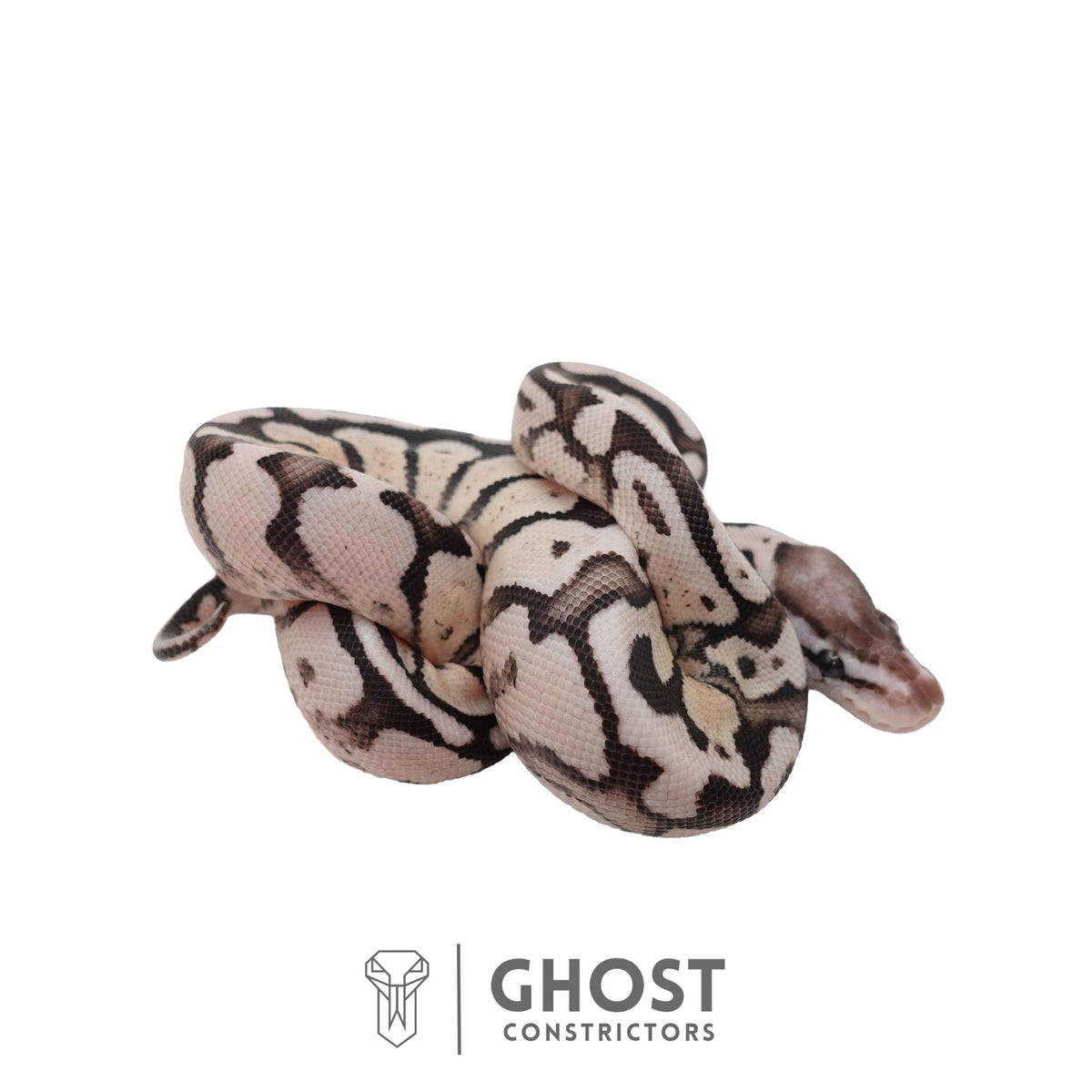 Axanthic (VPI), Pastel Ball Python | Female