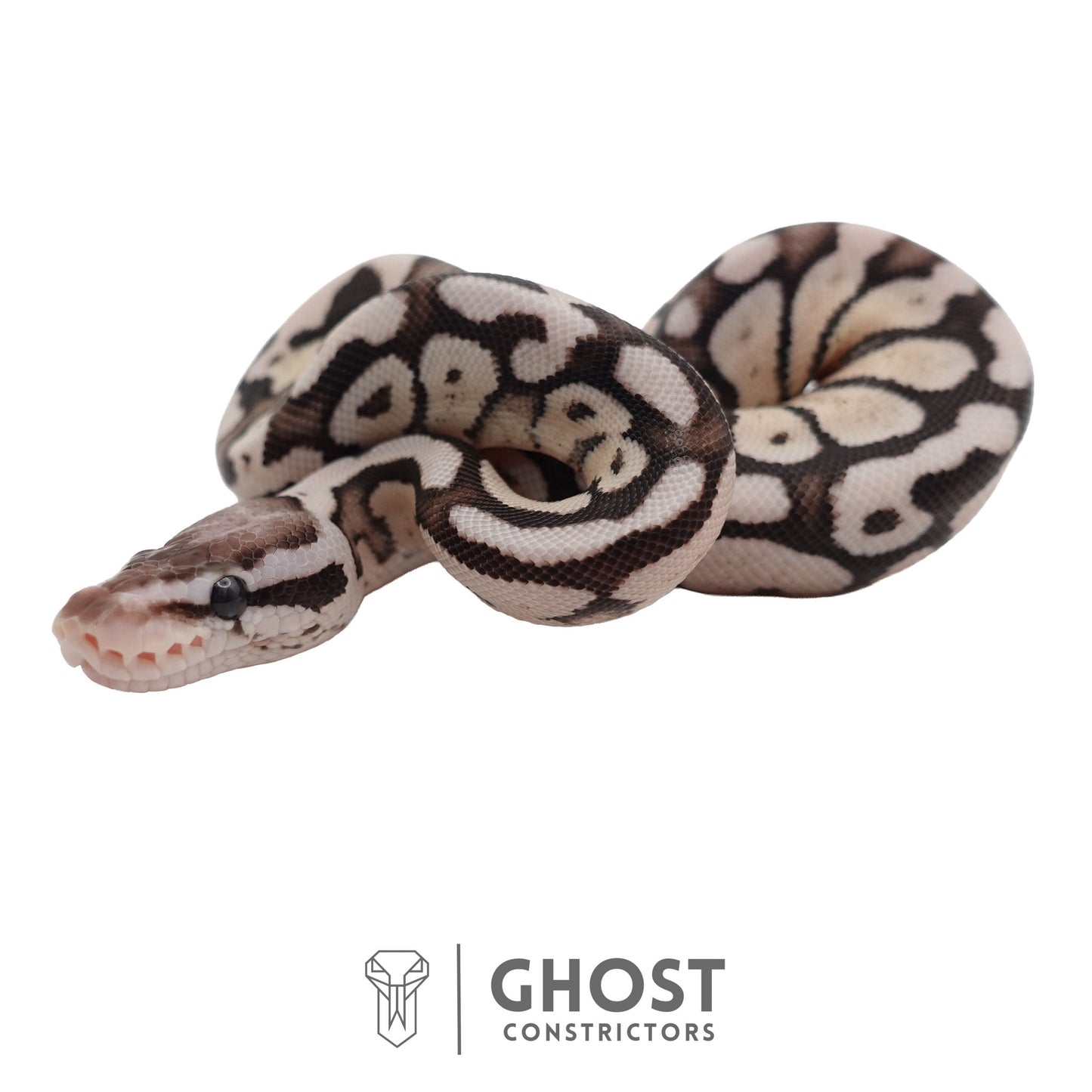 Axanthic (VPI), Pastel Ball Python | Female