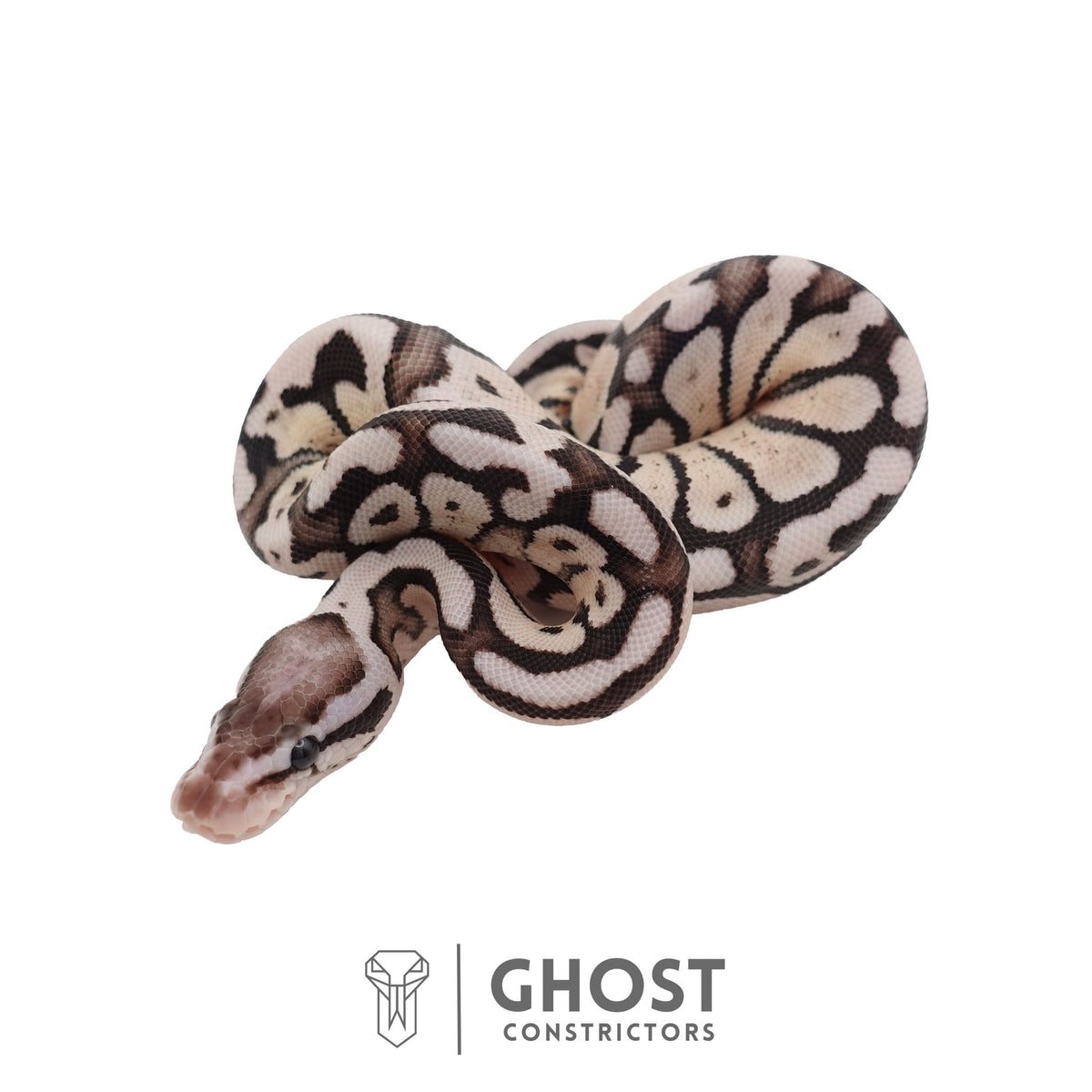 Axanthic (VPI), Pastel Ball Python | Female