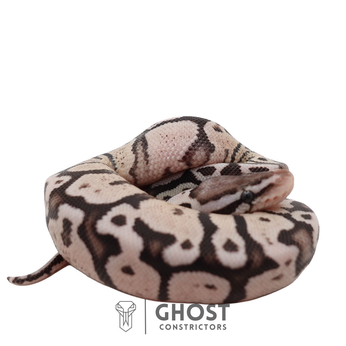 Axanthic (VPI), Pastel Ball Python | Male
