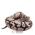 Finn, male ball python identified as Axanthic (VPI), Pastel, Ghost Constrictors
