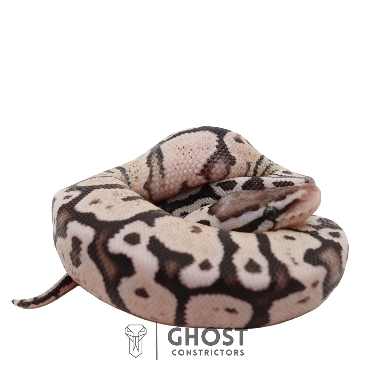 Axanthic (VPI), Pastel Ball Python | Male