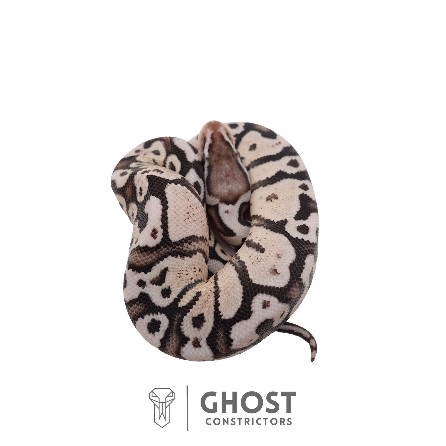 Axanthic (VPI), Pastel Ball Python | Male