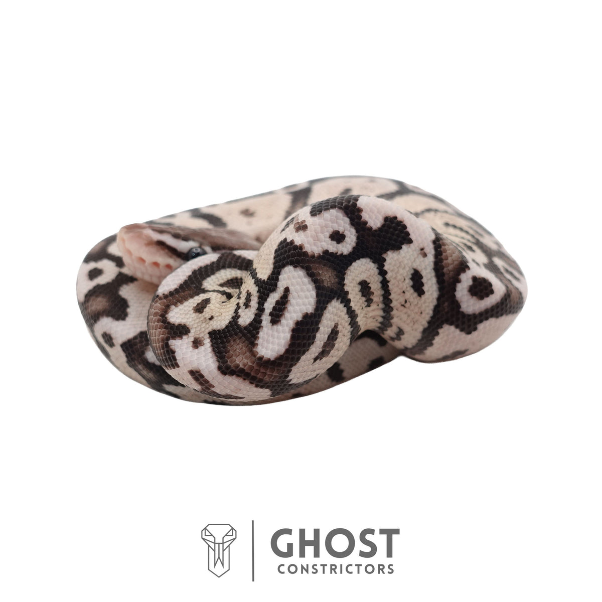Axanthic (VPI), Pastel Ball Python | Male