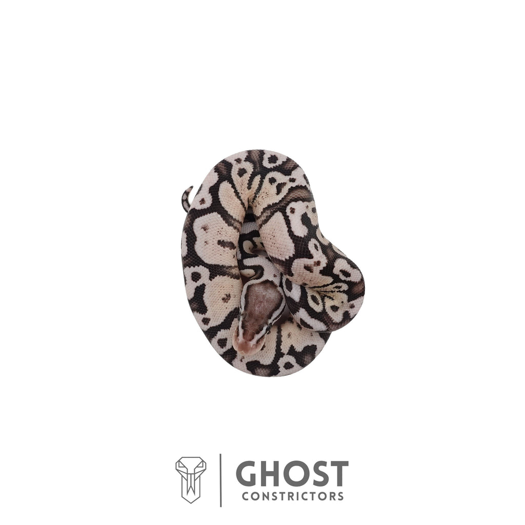 Finn | Ball Python