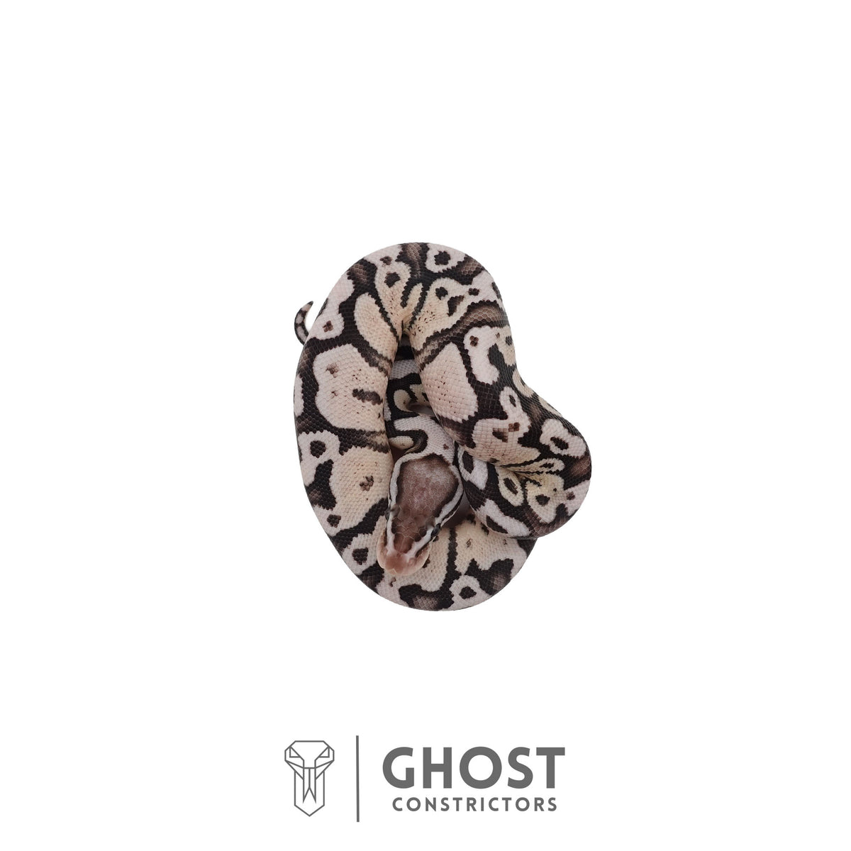 Axanthic (VPI), Pastel Ball Python | Male