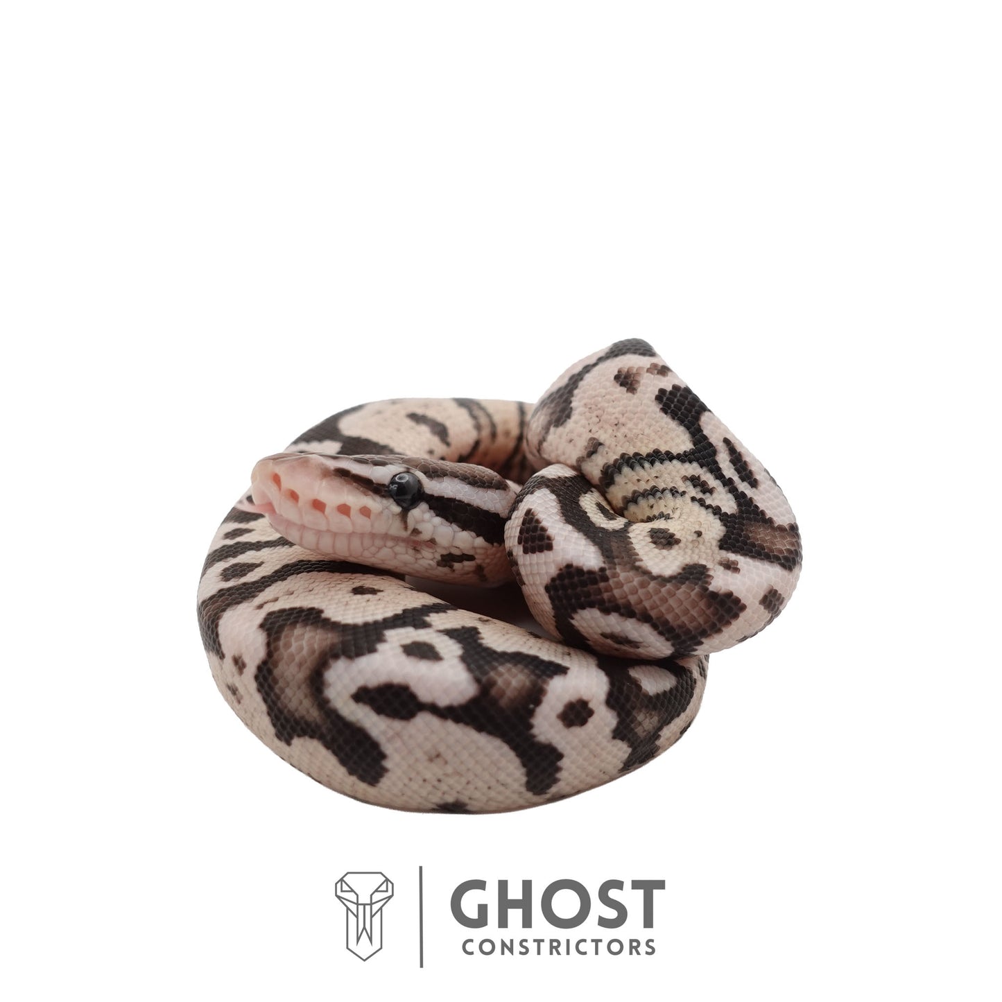 Axanthic (VPI), Pastel Ball Python | Male
