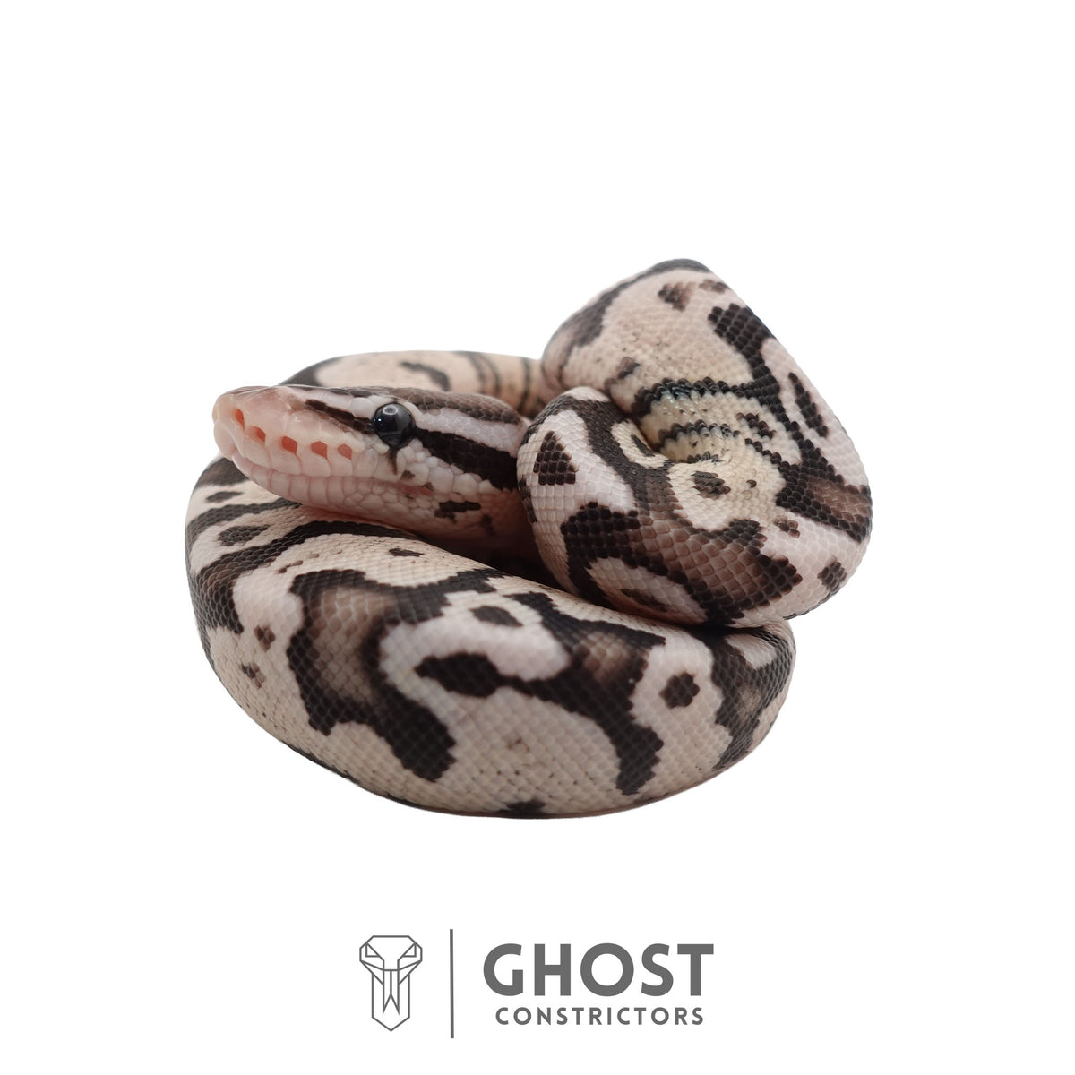 Axanthic (VPI), Pastel Ball Python | Male