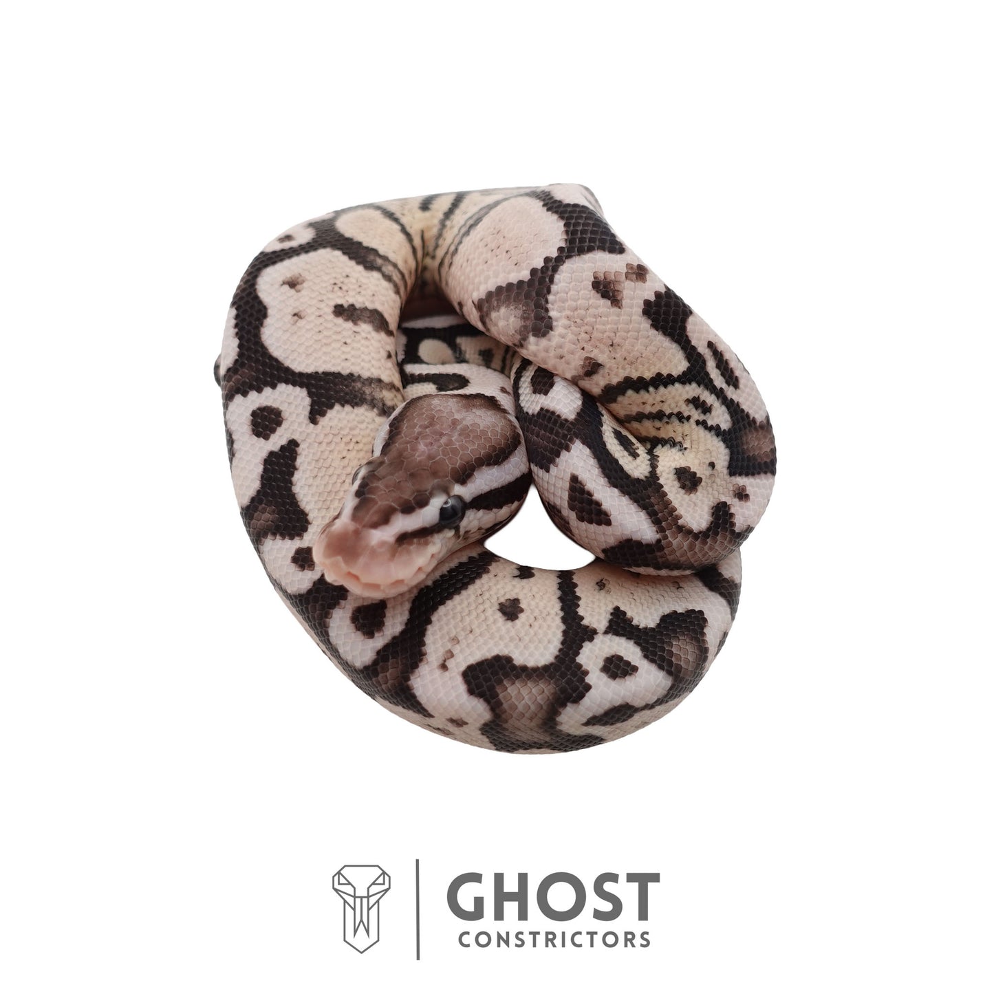 Axanthic (VPI), Pastel Ball Python | Male