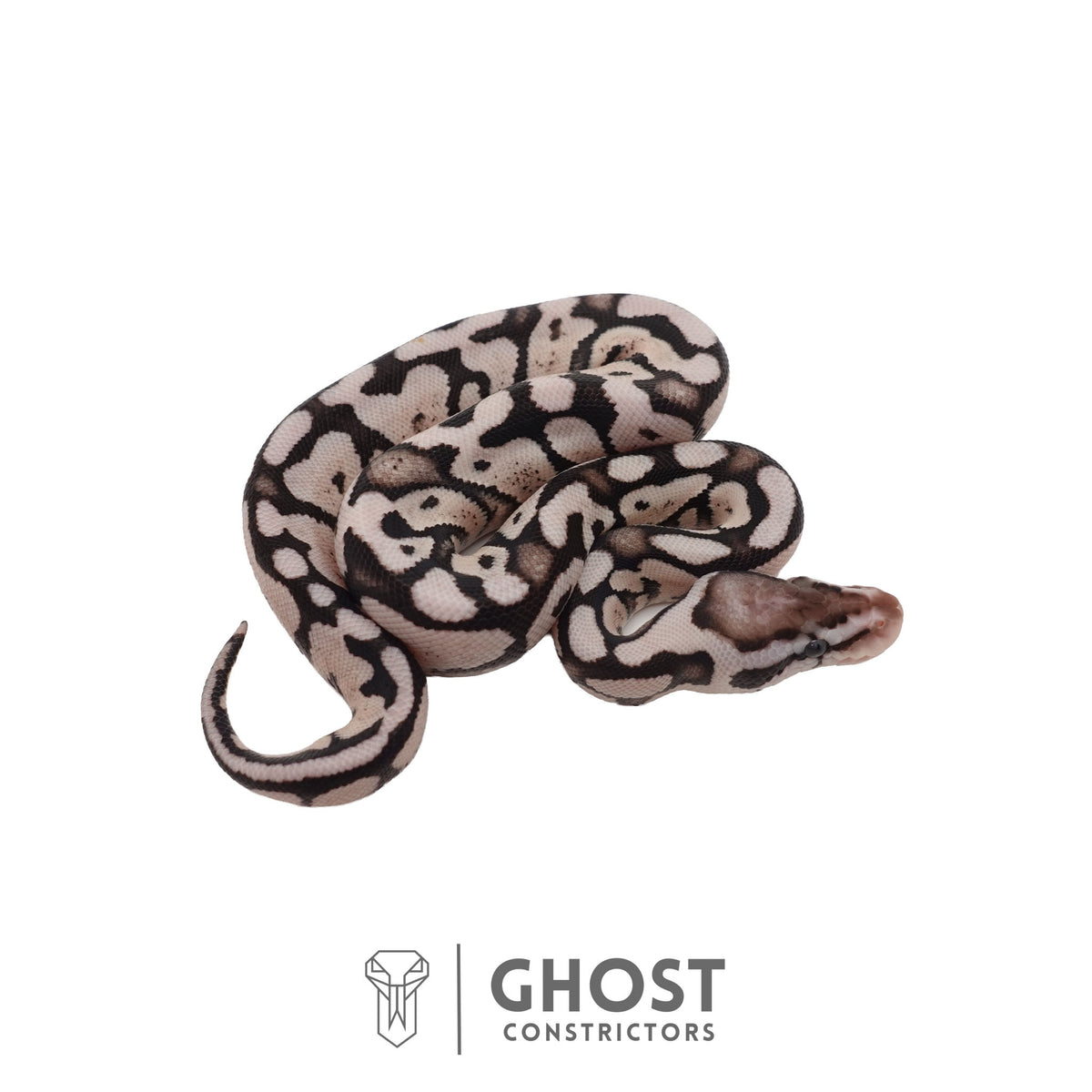 Axanthic (VPI), Pastel Ball Python | Female