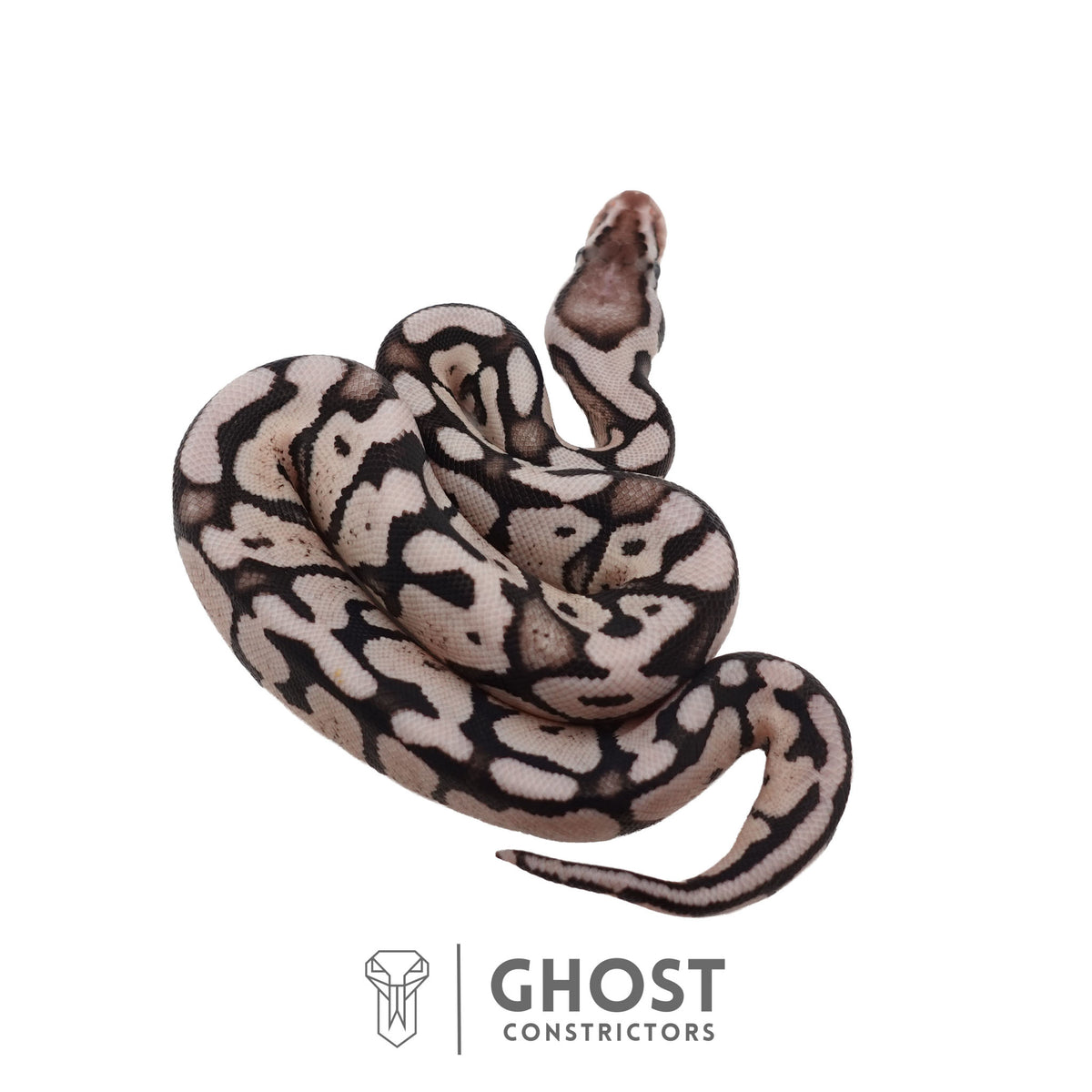 Axanthic (VPI), Pastel Ball Python | Female