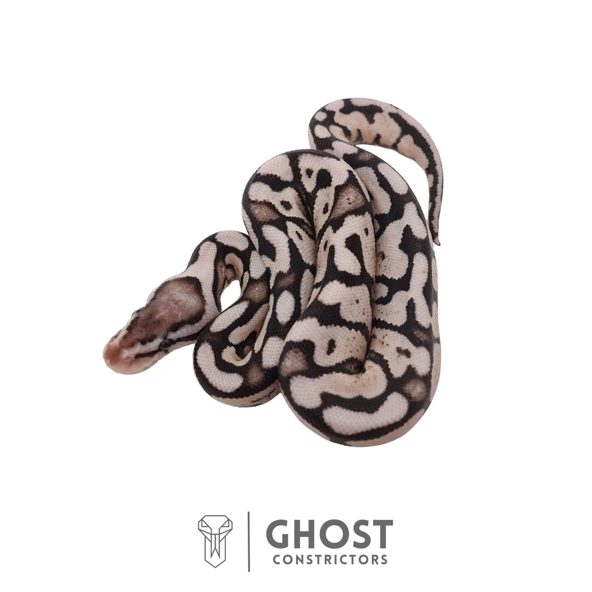 Axanthic (VPI), Pastel Ball Python | Female