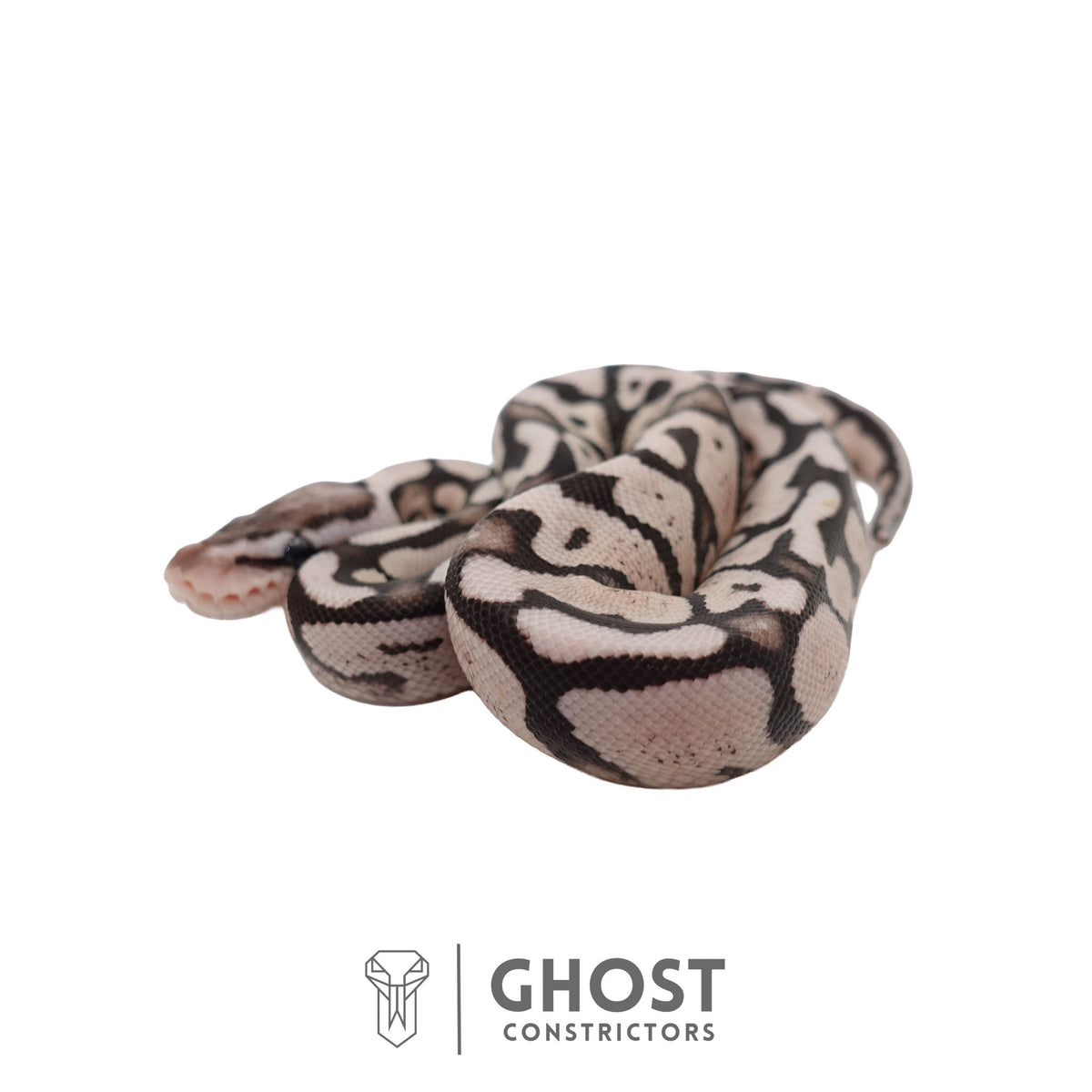 Axanthic (VPI), Pastel Ball Python | Female