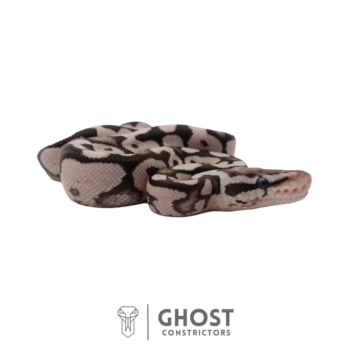 Axanthic (VPI), Pastel Ball Python | Female