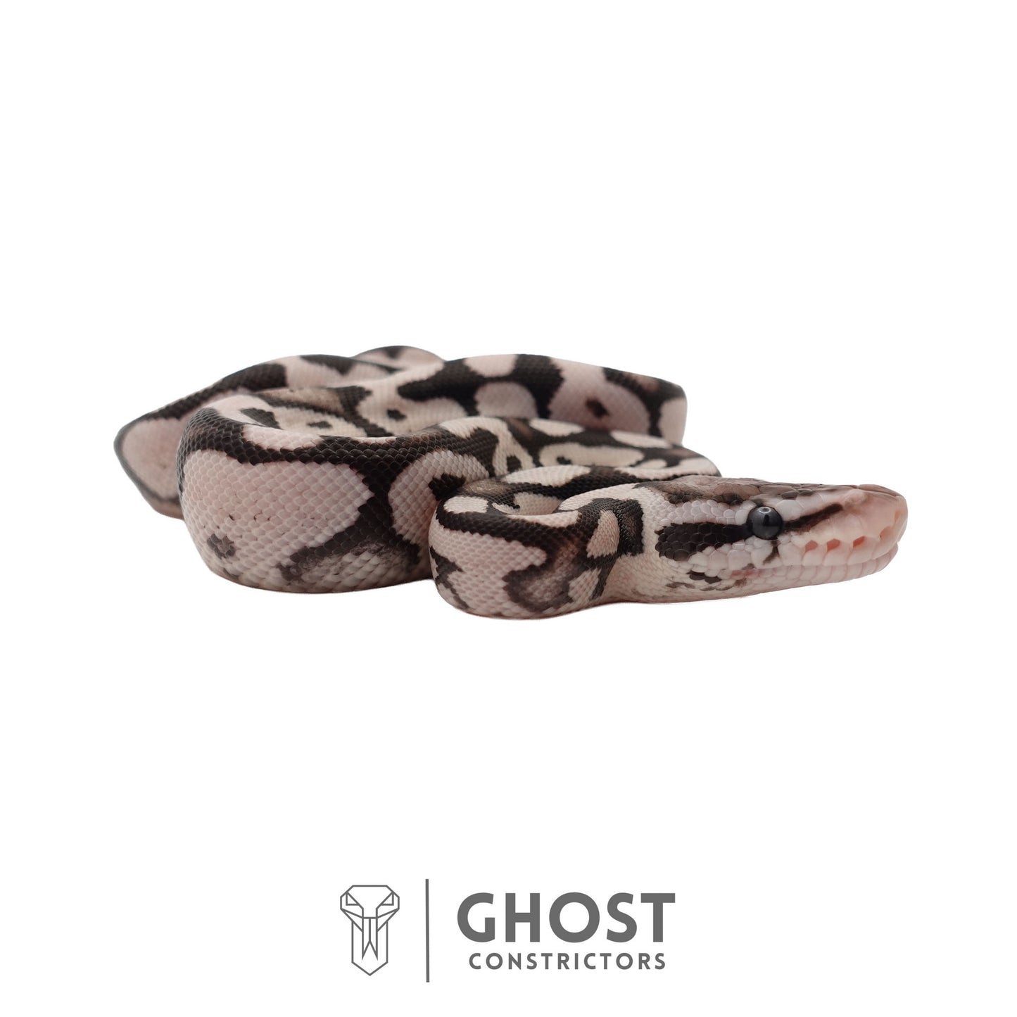 Axanthic (VPI), Pastel Ball Python | Female