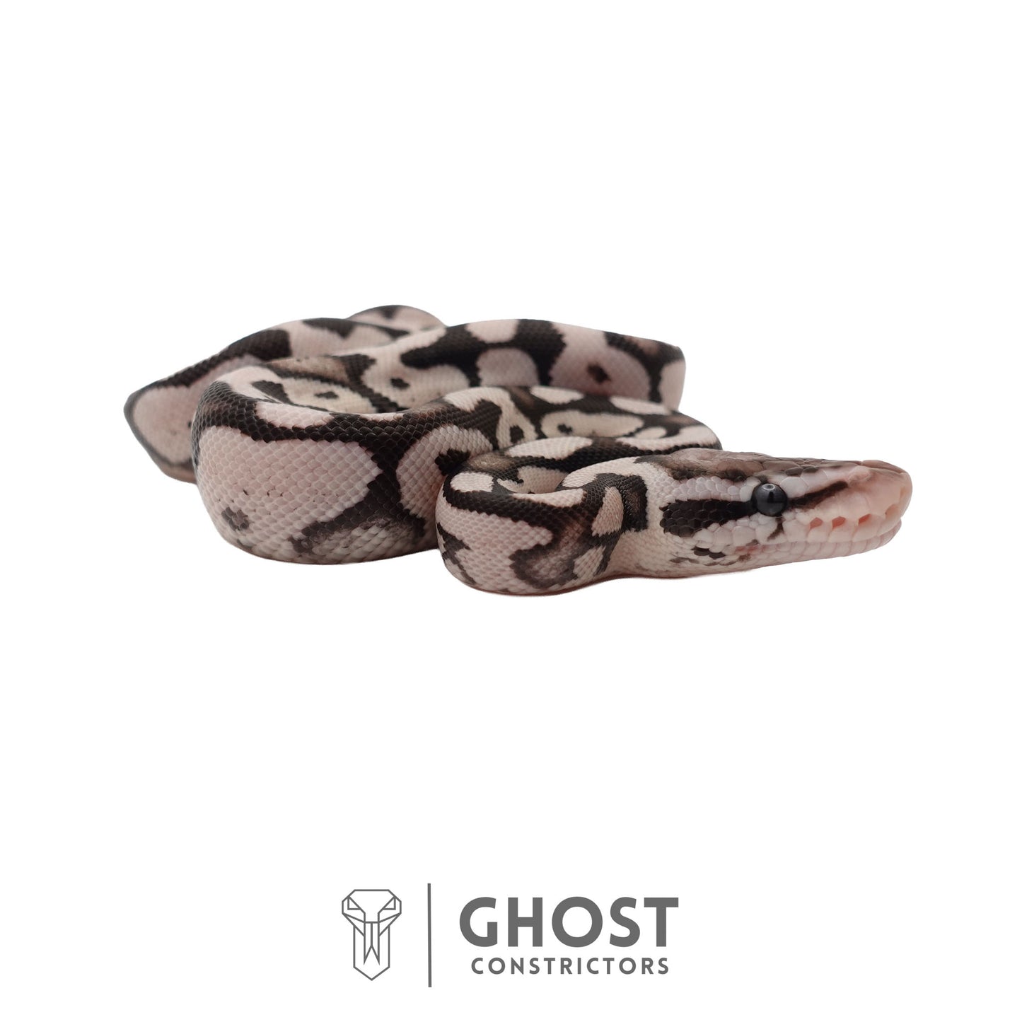 Axanthic (VPI), Pastel Ball Python | Female
