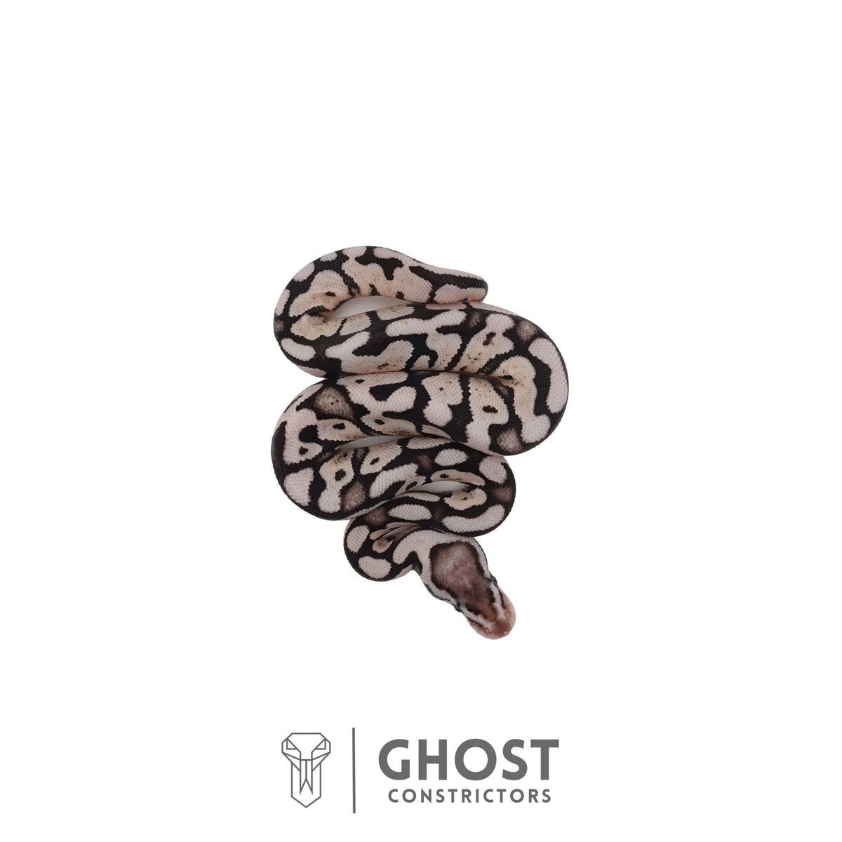 Axanthic (VPI), Pastel Ball Python | Female