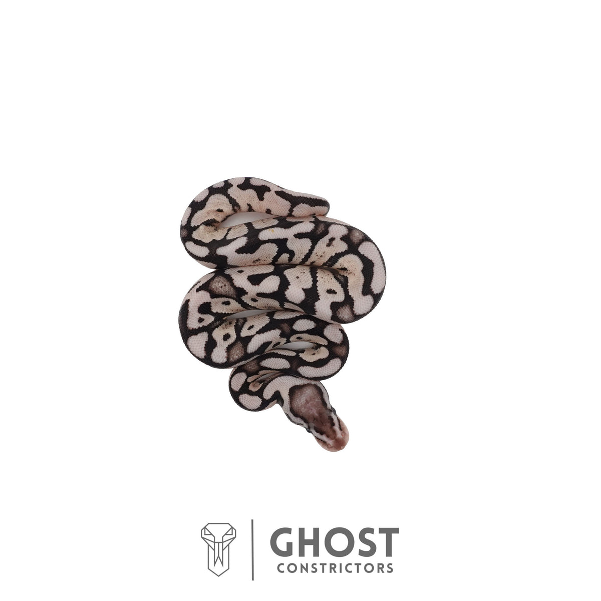 Axanthic (VPI), Pastel Ball Python | Female
