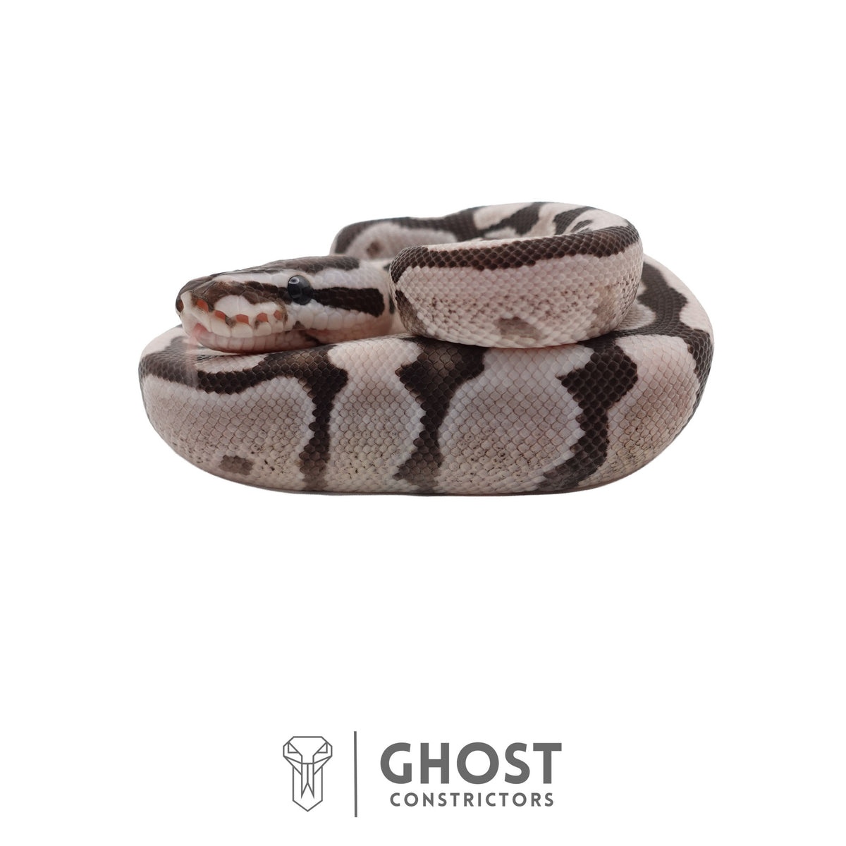 Axanthic (VPI), Pastel, Enchi Ball Python | Male