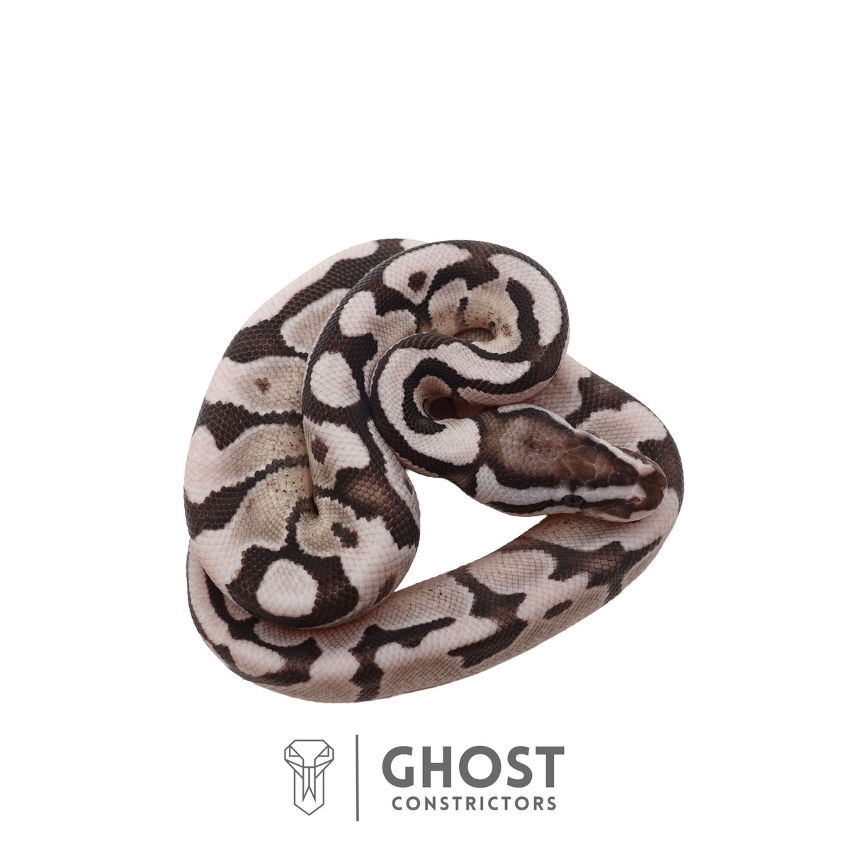 Axanthic (VPI), Pastel, Enchi Ball Python | Male