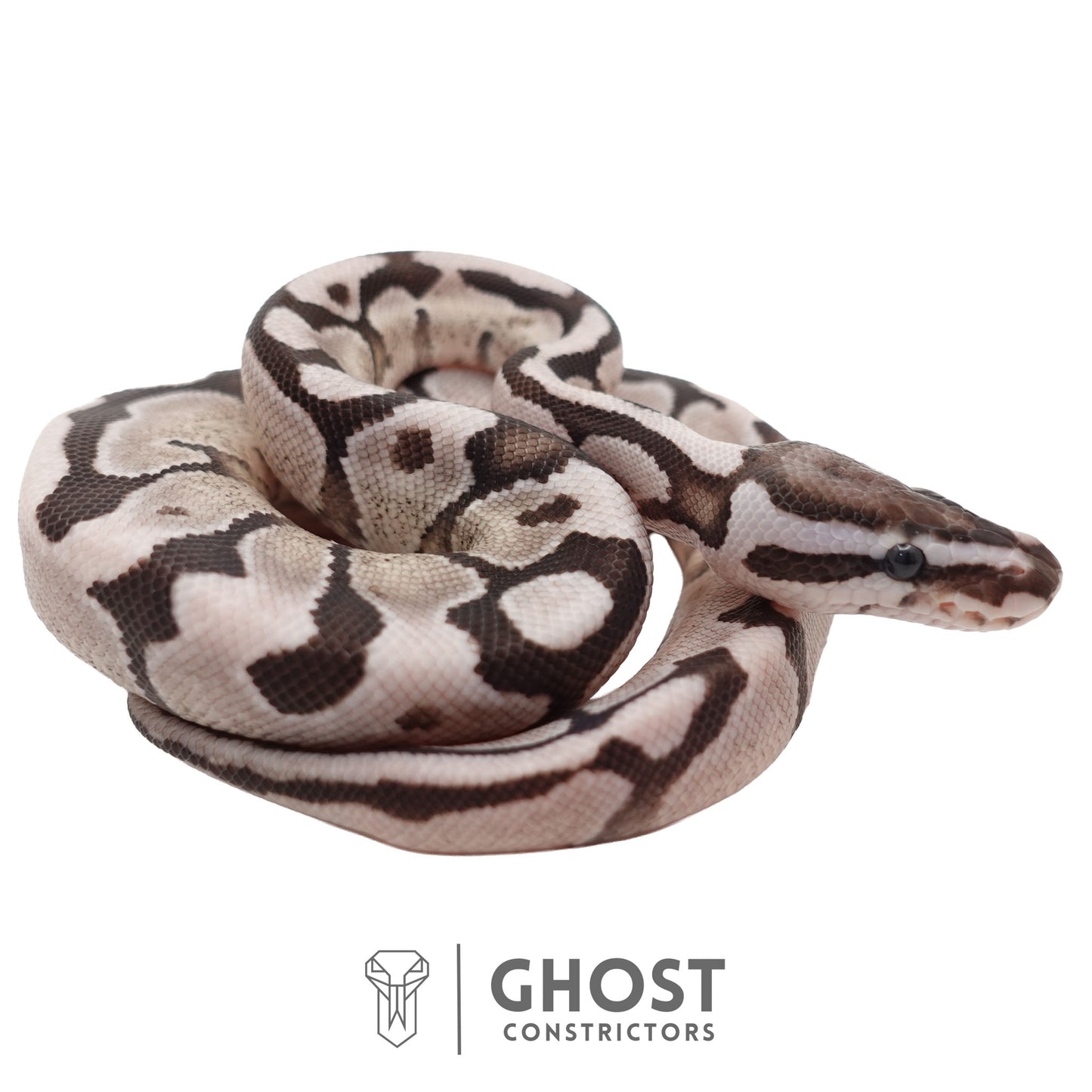 Axanthic (VPI), Pastel, Enchi Ball Python | Male