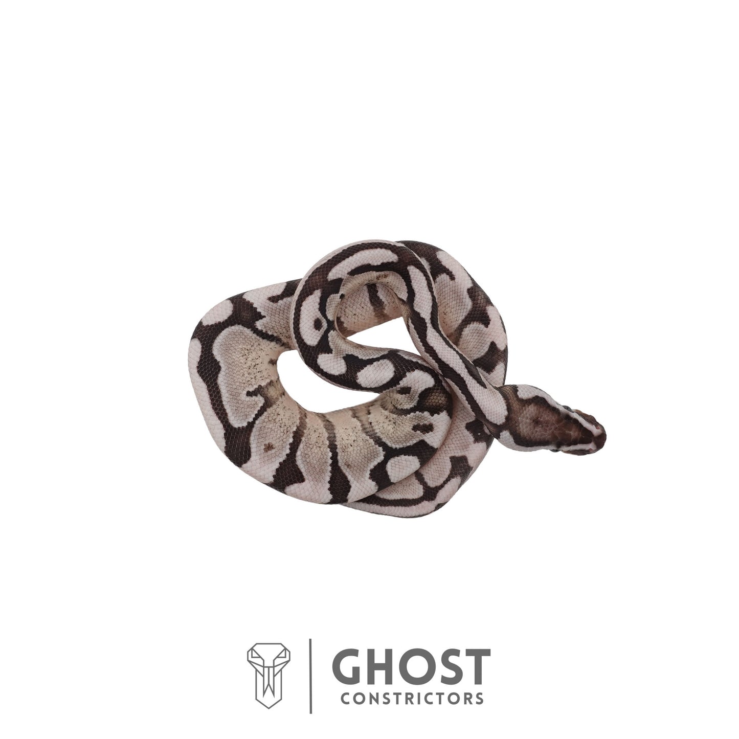 Axanthic (VPI), Pastel, Enchi Ball Python | Male