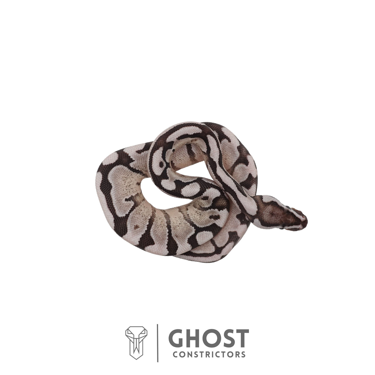 Axanthic (VPI), Pastel, Enchi Ball Python | Male