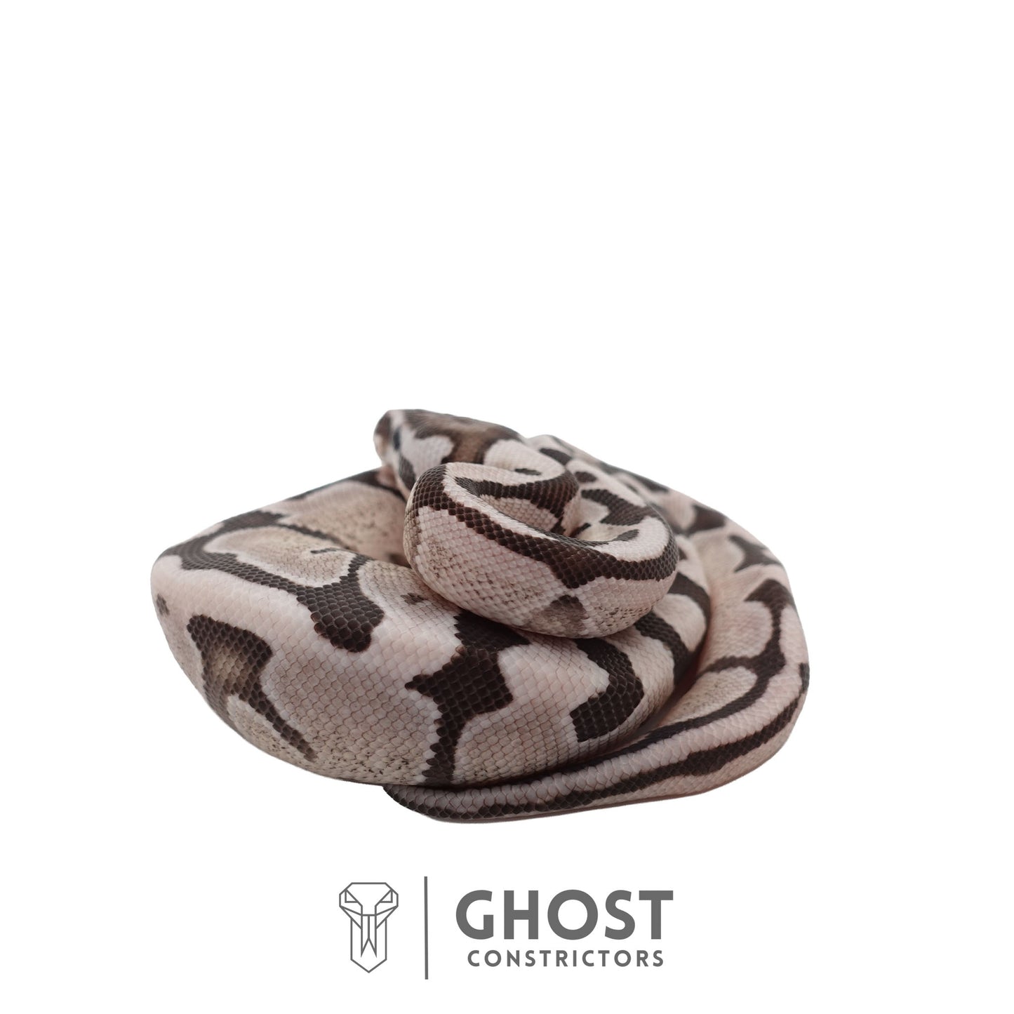 Axanthic (VPI), Pastel, Enchi Ball Python | Male