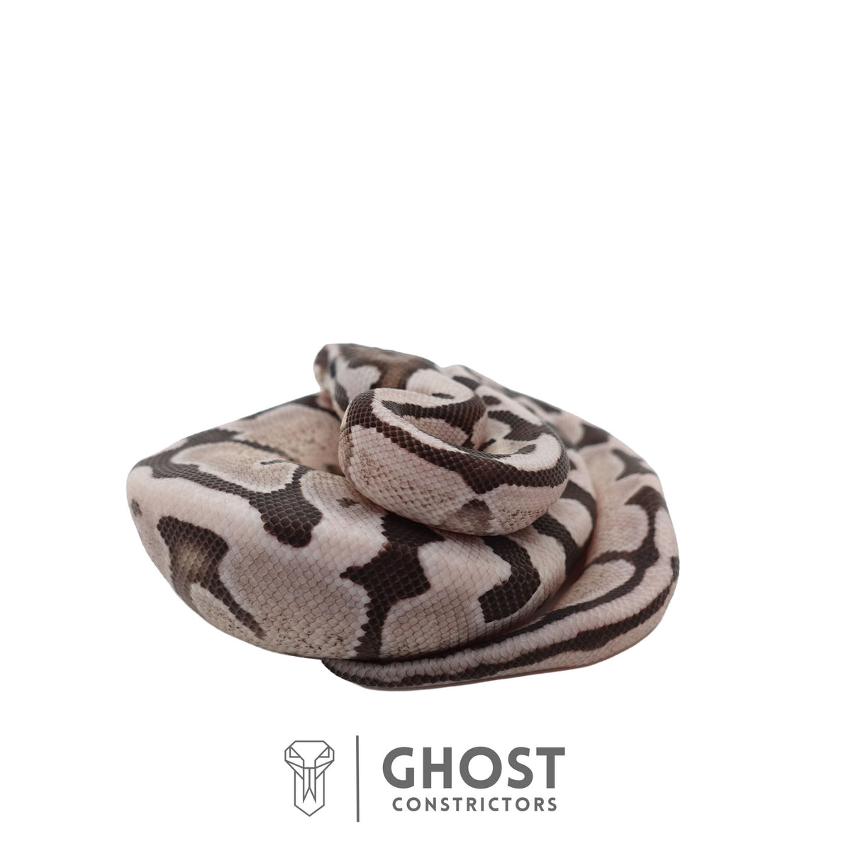 Axanthic (VPI), Pastel, Enchi Ball Python | Male