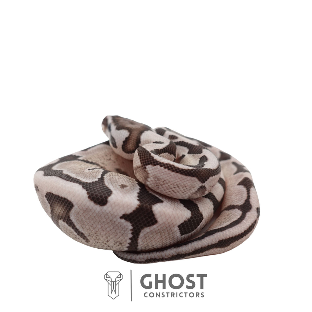 Oreo | Ball Python