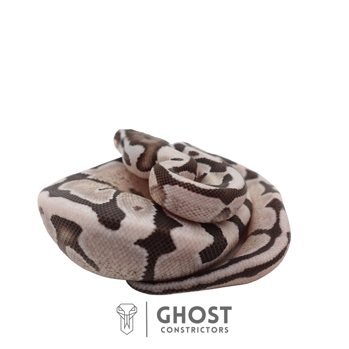 Axanthic (VPI), Pastel, Enchi Ball Python | Male