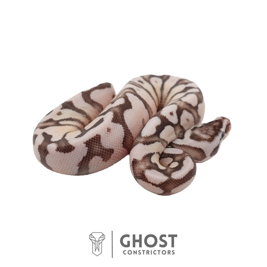 Axanthic (VPI), Fire, Pastel, Enchi Ball Python | Female
