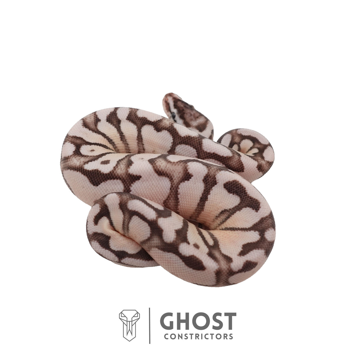 Axanthic (VPI), Fire, Pastel, Enchi Ball Python | Female
