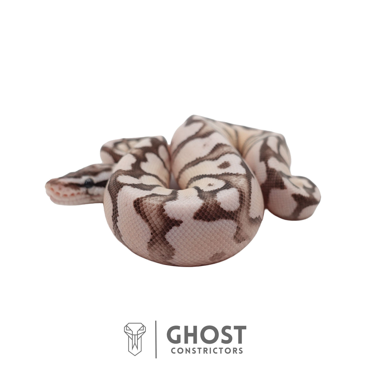 Axanthic (VPI), Fire, Pastel, Enchi Ball Python | Female