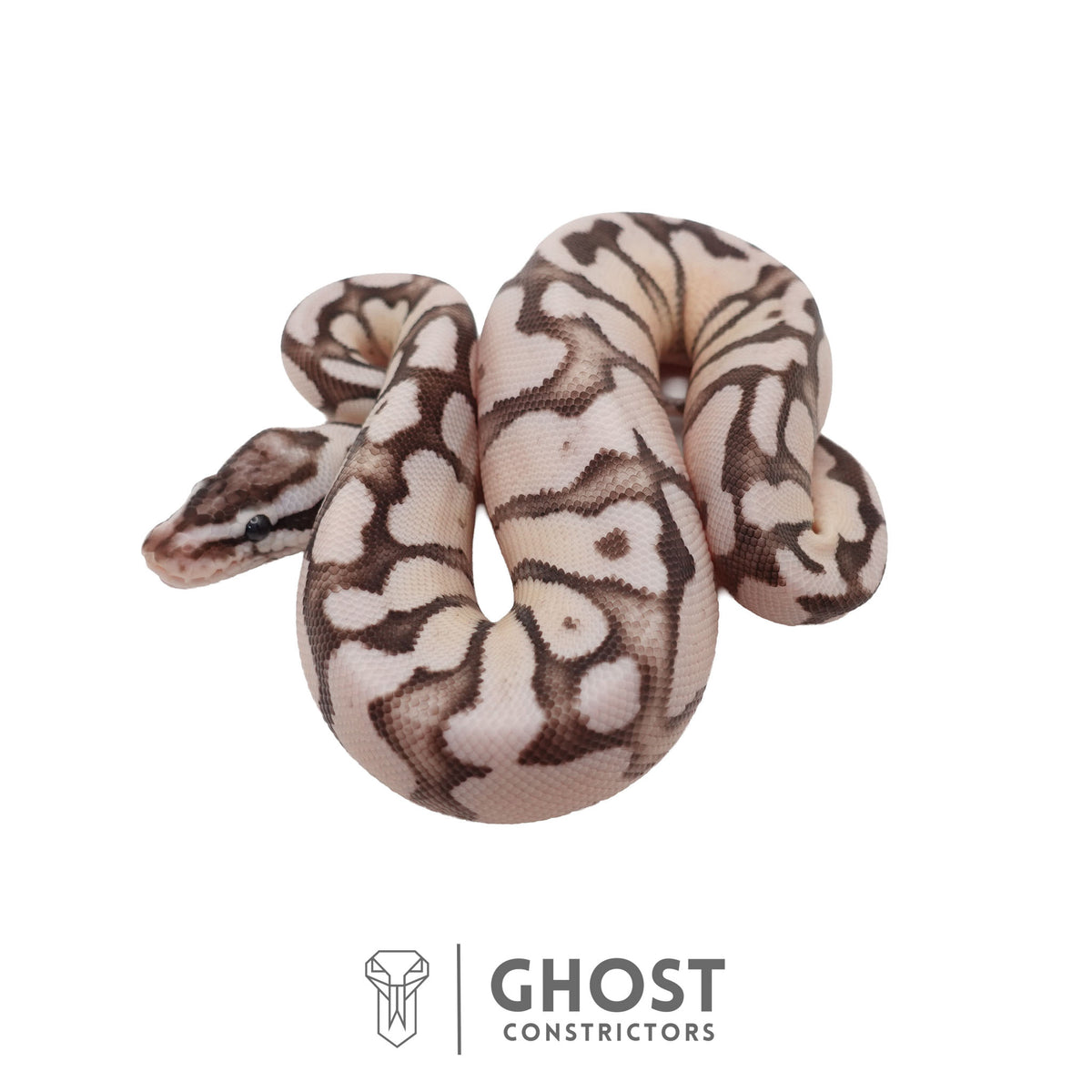 Axanthic (VPI), Fire, Pastel, Enchi Ball Python | Female