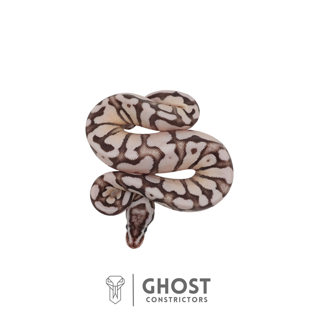 Axanthic (VPI), Fire, Pastel, Enchi Ball Python | Female