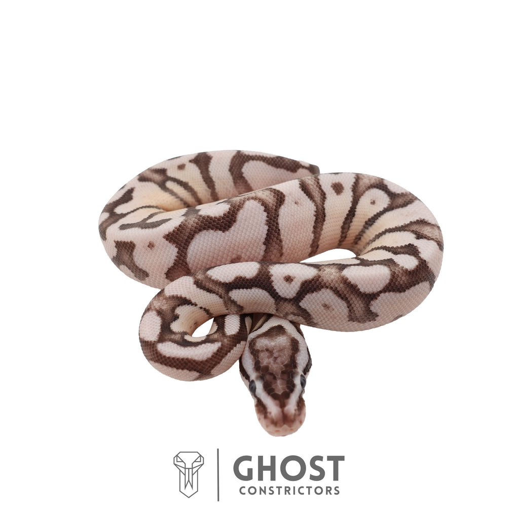 Lola | Ball Python