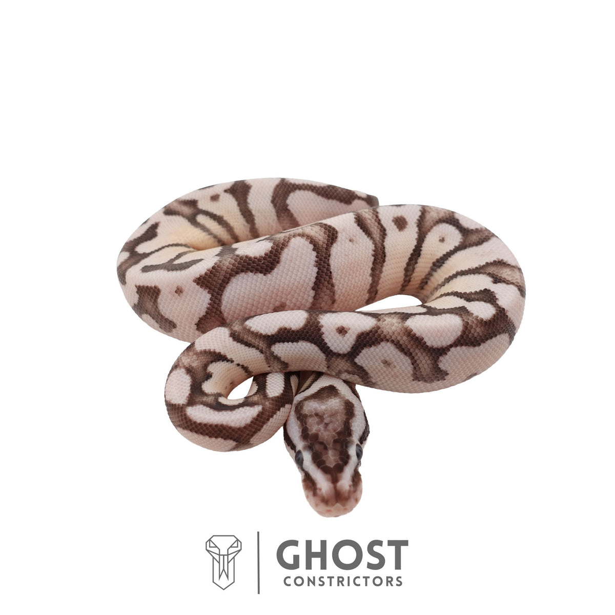 Axanthic (VPI), Fire, Pastel, Enchi Ball Python | Female