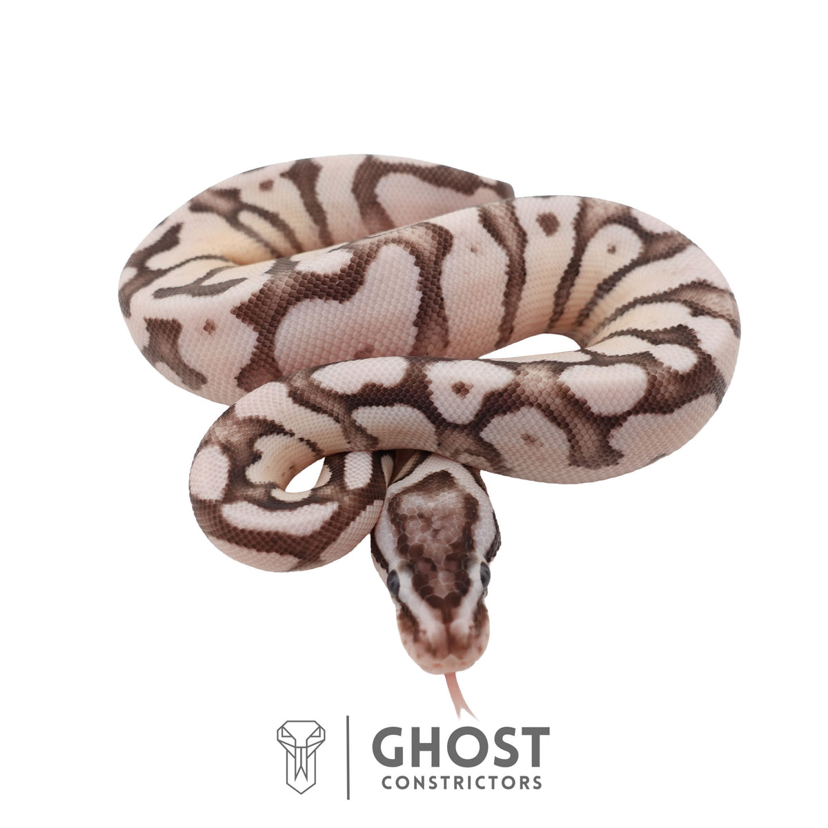 Axanthic (VPI), Fire, Pastel, Enchi Ball Python | Female