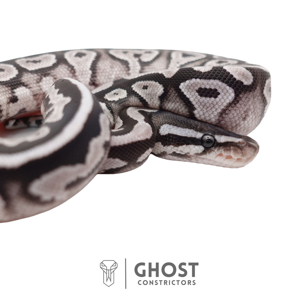 Het Piebald, Axanthic (VPI) Ball Python | Female