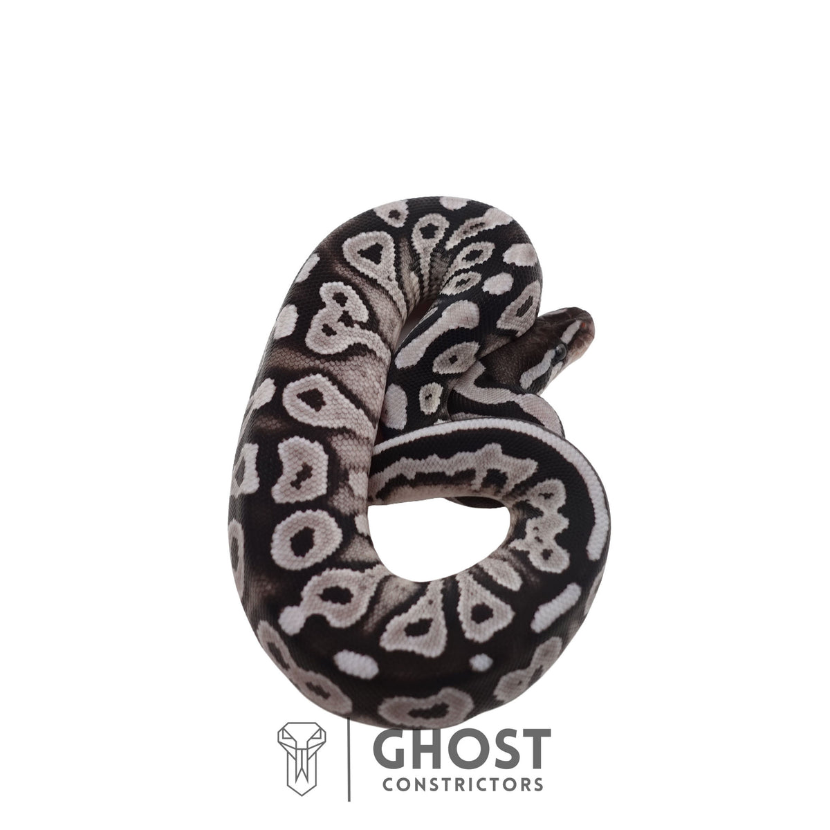 Het Piebald, Axanthic (VPI) Ball Python | Female