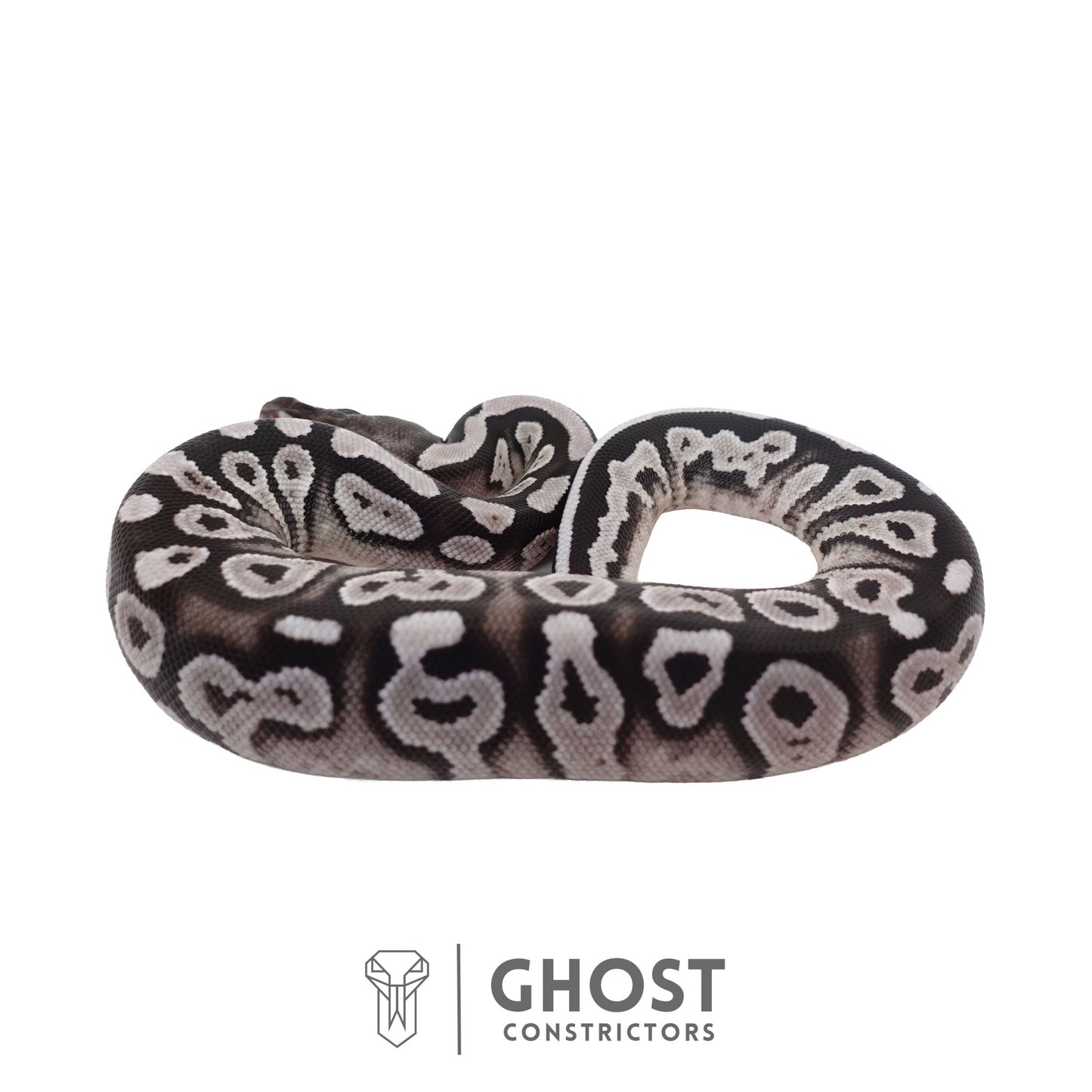 Het Piebald, Axanthic (VPI) Ball Python | Female