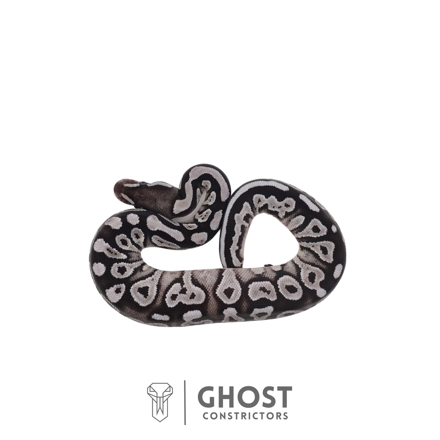 Het Piebald, Axanthic (VPI) Ball Python | Female