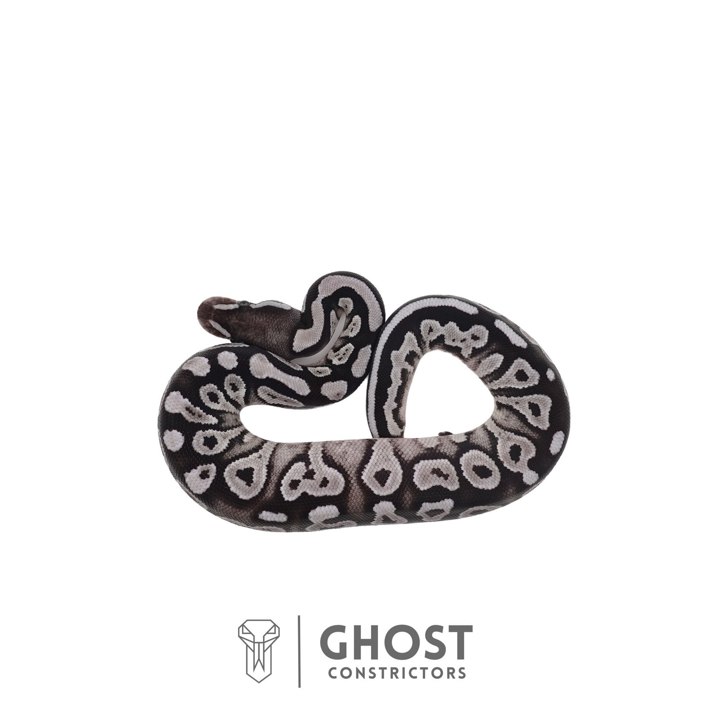 Het Piebald, Axanthic (VPI) Ball Python | Female