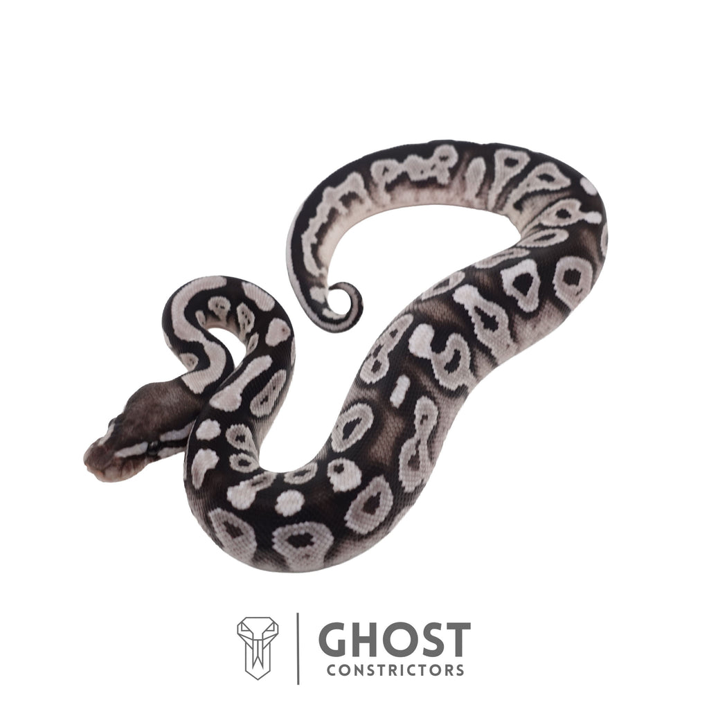 Carmen | Ball Python