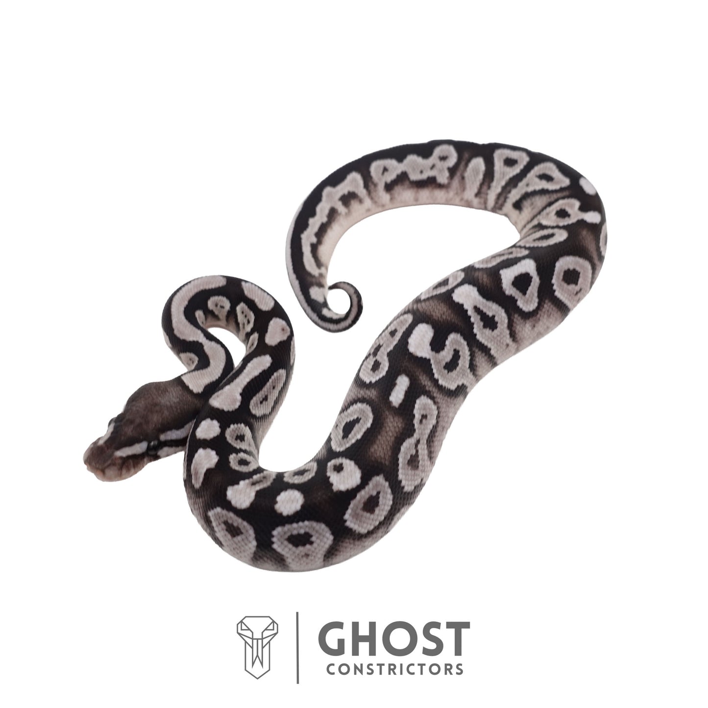 Het Piebald, Axanthic (VPI) Ball Python | Female