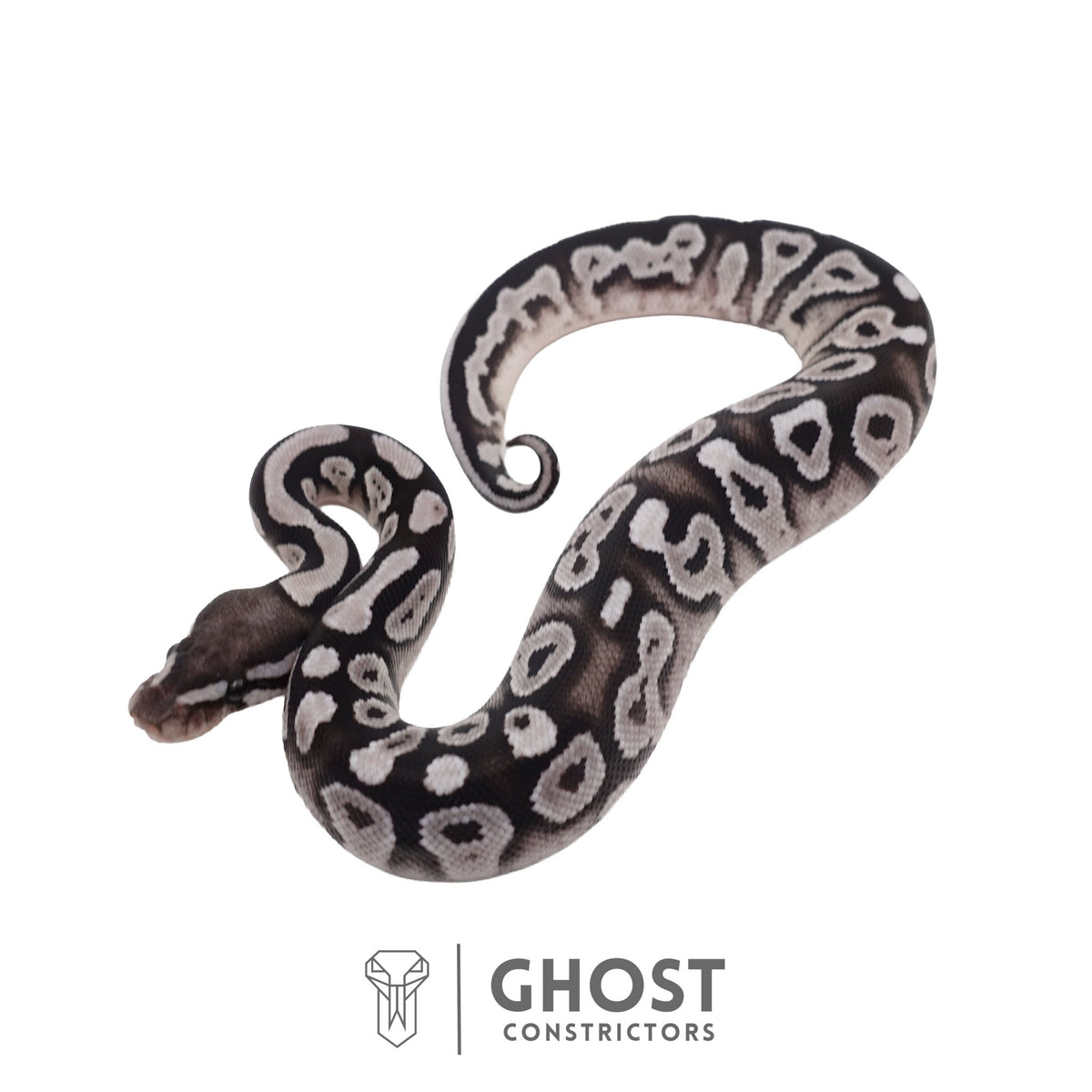 Carmen | Ball Python