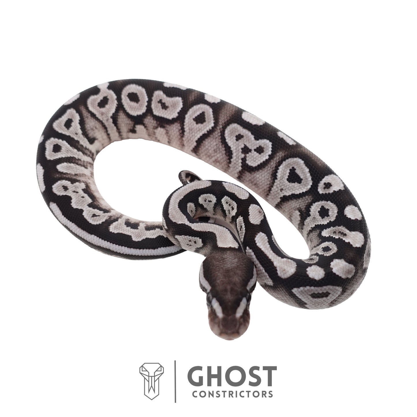 Het Piebald, Axanthic (VPI) Ball Python | Female