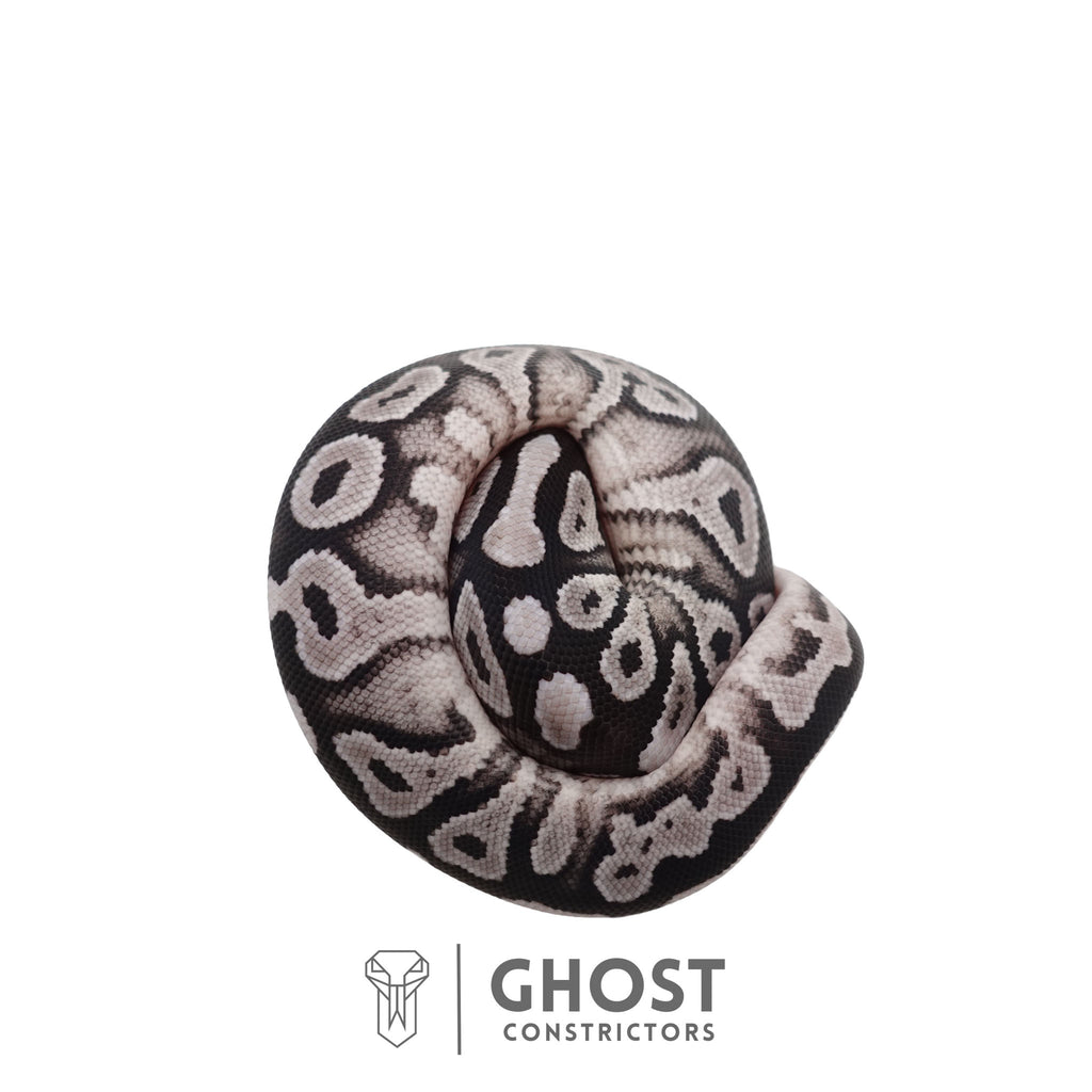 Carmen | Ball Python