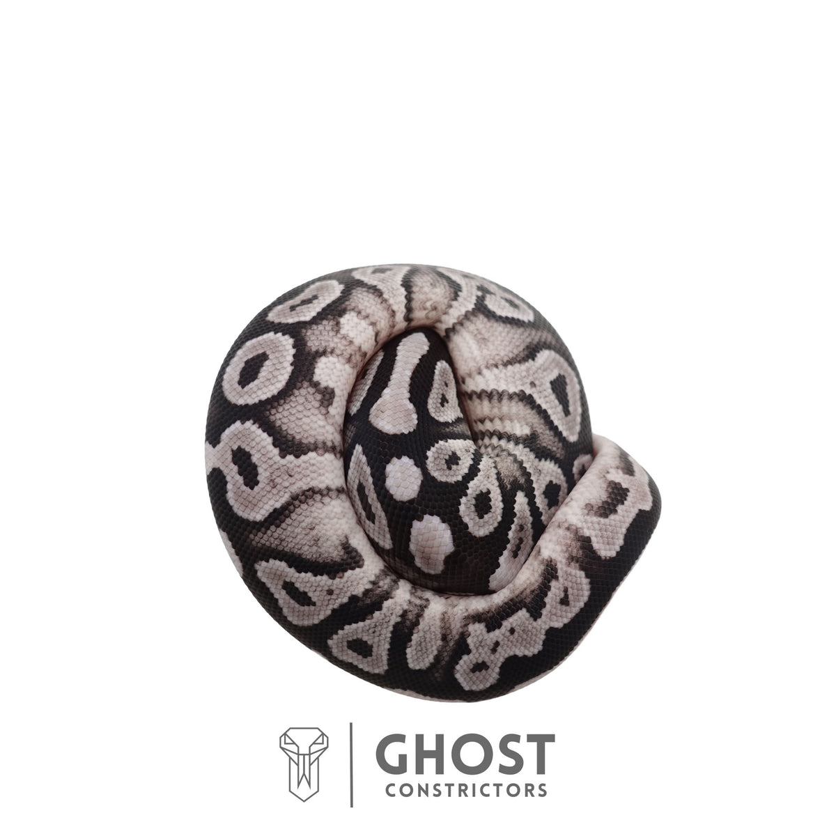 Het Piebald, Axanthic (VPI) Ball Python | Female